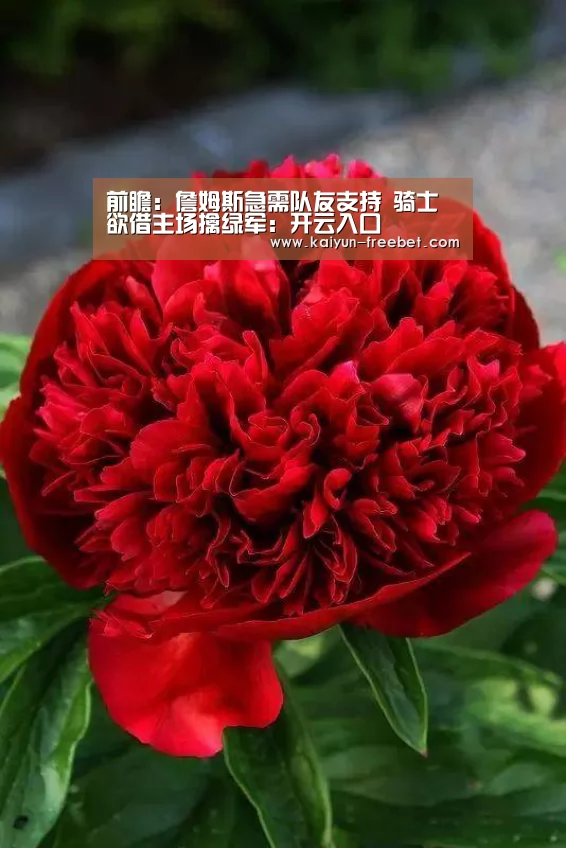开云入口
